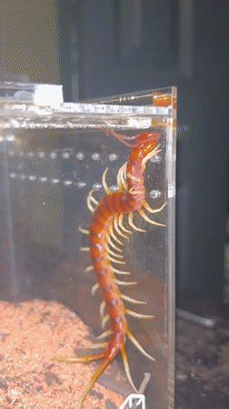 Large centipede filmed climbing in terrarium in Cape Coral