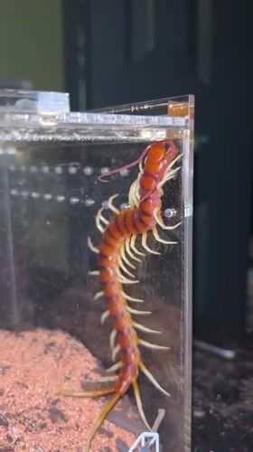 Large centipede filmed climbing in terrarium in Cape Coral