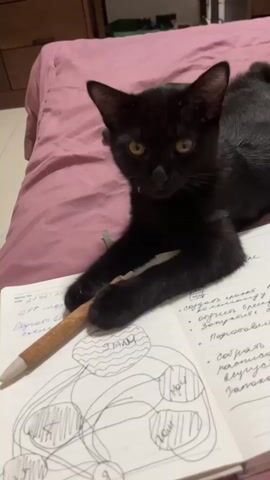 In a dimly lit room, likely a bedroom given the presence of a pink bedspread, a young black cat is the central subject. The cat, wearing a red collar, is positioned on top of an open notebook. It is actively engaged with a pen, holding it with its front paws and appearing to chew or play with it. The notebook contains handwritten text and a diagram, possibly a mind map or flowchart, with some circular shapes and connecting lines. The writing is in Cyrillic script. The cat's gaze is directed towards the viewer in some frames, and then downwards towards the notebook in others, suggesting curiosity and interaction with its environment. The overall mood is intimate and playful, capturing a moment of a pet's playful engagement with everyday objects. There are no external cues for time of day or weather, but the indoor setting is evident.