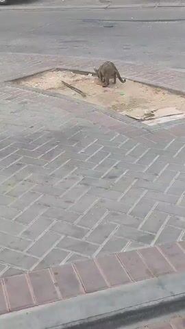 A video shows a cat in a small, sandy enclosure within a paved area. The cat is gray and tan, and is crouched down, facing away from the camera and sniffing the ground. The enclosure is littered with trash, including a stick, plastic bottle caps, and cardboard. The surrounding area is paved with gray bricks. A car is visible in the background.