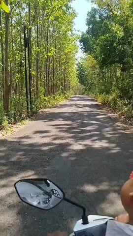 The video is a first-person perspective shot from a motorcycle riding down a paved road lined with tall trees on both sides. The sun is shining, casting shadows from the trees onto the road. The rider's hands are visible on the handlebars, and a portion of the motorcycle's front is in view. In the background, the road recedes into the distance, continuing through the forest.