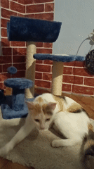 Quiet evening documented in Viadana: cat playing, moonlit streets