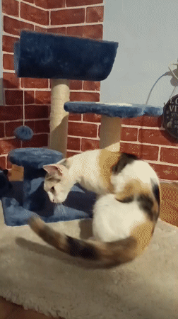 Quiet evening documented in Viadana: cat playing, moonlit streets