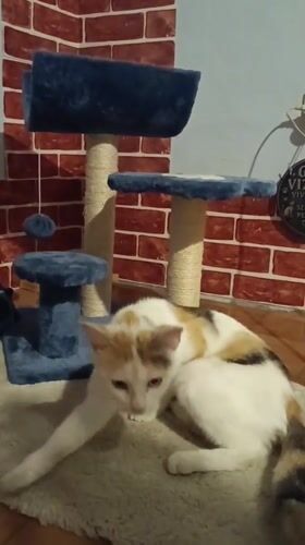 Quiet evening documented in Viadana: cat playing, moonlit streets