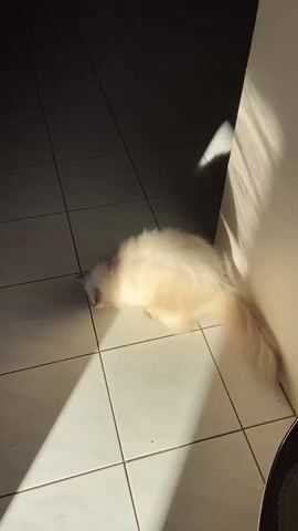 A fluffy white cat with light brown markings is lying on a tiled floor in a sunlit corner. The cat is stretched out on its side, with its head down and its tail curled up. Sunlight streams in from the right, casting long shadows across the floor. The light illuminates the cat's fur, making it appear even fluffier. The cat seems relaxed and comfortable in the warm sunlight. The scene appears to be indoors, possibly in a home or a covered patio, given the tiled floor and the wall in the background. The time of day is likely morning or afternoon, based on the angle of the sunlight and the long shadows. The atmosphere is peaceful and serene. There is no visible text in the media file.
