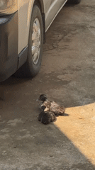 Young ducks spotted in residential yard in Xayden, Laos