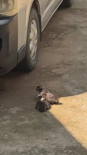 Young ducks spotted in residential yard in Xayden, Laos