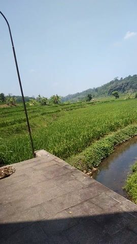 The video shows a wide shot of a rural landscape. In the foreground, there is a concrete structure, possibly a wall or bridge, with a black pole extending upwards and to the left. Beyond the concrete, there is a vibrant green rice paddy stretching into the distance. A narrow, dark-colored body of water runs along the edge of the paddy. In the background, rolling hills covered in vegetation rise against a clear blue sky. The scene is bathed in bright daylight, suggesting it is daytime. There are no people visible in the frame. The camera appears to be held at an angle, resulting in a tilted perspective of the landscape.