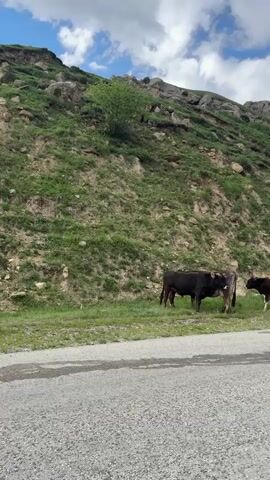 The video captures a scenic drive through a mountainous region in Verkhnyaya Mara, Russia. The scene transitions from a close-up of two cows grazing by the roadside to a wider view of a winding asphalt road cutting through a lush green landscape. In the foreground, the hood of a dark-colored vehicle is visible, indicating the perspective of someone driving.

The background is dominated by a steep, rocky hillside covered in vibrant green grass. Scattered rocks and sparse vegetation dot the slopes, with a lone tree standing out against the hillside in one shot. The sky is partially cloudy, with fluffy white clouds set against a blue sky, suggesting pleasant weather. The time of day appears to be daytime, likely late morning or afternoon, given the brightness of the scene.

The cows, one dark brown and another a lighter brown and white, are the primary subjects in the initial part of the video. They are seen calmly grazing on the grass near the edge of the road. The road itself is well-maintained, with a clear white dividing line. In the distance, more rolling green hills and mountains are visible, some shrouded in light mist, adding to the majestic and serene atmosphere of the location. A metal guardrail runs alongside the road on the right, separating it from the steeper incline. There are no people visible in the video. A signpost is briefly visible on the right side of the road in the distance, but the text on it is not legible. The overall mood conveyed is one of peaceful travel through a beautiful natural landscape.