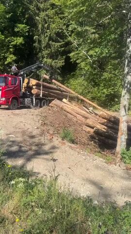 A red logging truck with a crane attachment is parked on a dirt road in a forest. A person is operating the crane from the cab of the truck. The crane is lifting logs from a pile next to the truck and loading them onto the truck's trailer. The logs are large and appear to be freshly cut. The surrounding environment is a dense forest with tall trees. The ground is covered with dirt and some vegetation. The sun is shining, creating shadows on the ground.