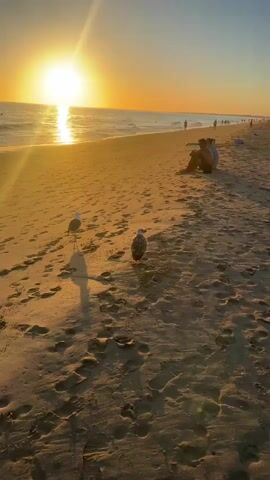 The video shows a beach scene at sunset. The sun is low on the horizon, casting a warm golden light across the sand and water. Two seagulls are walking on the sand in the foreground. A person is sitting on the beach in the mid-ground, facing the ocean. Other people can be seen walking in the distance along the shoreline. The ocean waves are gentle, and the sky is clear. The overall impression is one of peace and tranquility.