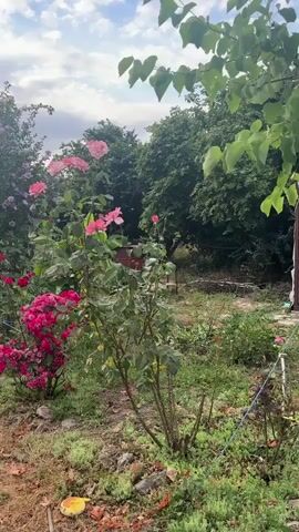 This video shows a garden with blooming roses of pink and red hues, as well as a tree with purple flowers. The scene is set outdoors with trees and foliage in the background under a cloudy sky. A black hose is visible on the ground, snaking through the garden. The ground is covered with dry leaves and patchy grass. The lighting suggests it might be late afternoon or early morning. There are no people or animals visible in the video. The camera is stationary and pans slightly to the left.