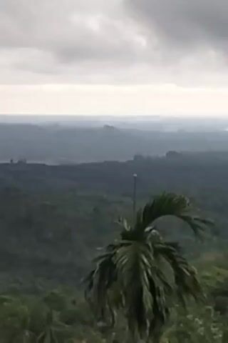 A wide shot captures a panoramic view of rolling green hills under a cloudy sky. In the foreground, the fronds of a palm tree are prominent, partially obscuring the view. A thin pole with a small object at its top rises from behind the palm tree. The landscape stretches into the distance, with layers of hills fading into a hazy horizon. The overall impression is one of a lush, natural environment on an overcast day.