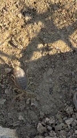 A close-up shot captures a scorpion scuttling across dry, cracked earth. The scorpion's segmented body and segmented tail, tipped with a stinger, are clearly visible. The terrain is rocky and uneven, with scattered pebbles and larger stones. Sunlight casts shadows, indicating an outdoor setting. The scorpion moves with a deliberate gait, its legs propelling it forward. No other creatures or human presence are discernible in the frame.
