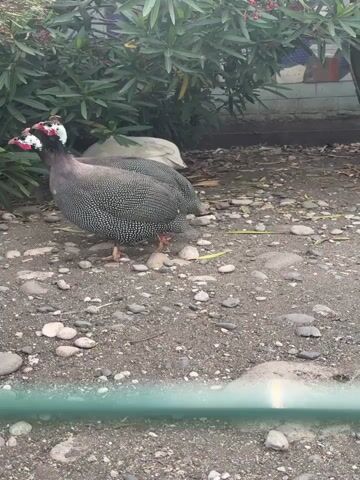 The media file shows two guinea fowls with speckled grey and white plumage walking on a ground covered with small pebbles and dirt. Behind them, a lush green bush provides a backdrop. The guinea fowls have distinctive red and white markings on their heads. The scene appears to be outdoors, possibly in a backyard or a rural setting, given the presence of the bush and the natural ground. The lighting suggests it could be daytime, with no strong shadows indicating harsh sunlight. A blurry green structure, possibly a fence or railing, is visible in the foreground, partially obscuring the view of the birds. The overall impression is of a peaceful, candid moment observing these birds in their environment. There is no visible text within the media file.