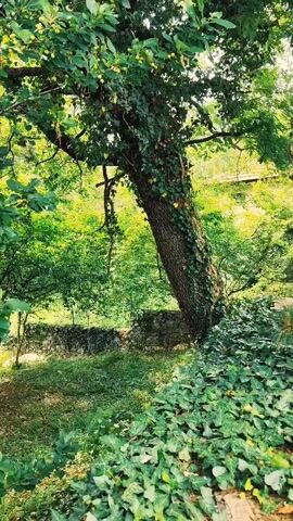The shot shows a lush green scene of trees, vines, and foliage. A large tree with a thick, leaning trunk dominates the center of the image, with ivy climbing up the trunk. The tree is laden with green leaves and small yellow fruits. Behind the central tree, there's a stone wall partially obscured by dense greenery. The ground in the foreground is covered with a carpet of ivy and other ground cover. The lighting is soft and filtered, creating a peaceful, verdant atmosphere.