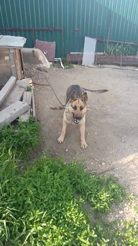This video captures a German Shepherd dog in an outdoor setting, likely a yard or rural area in Steklyanka, Russia. The dog is tethered to a metal chain leash, which is attached to a collar around its neck. The ground is a mix of dirt and gravel, with some sparse vegetation growing along the edges.

The dog is the primary subject, exhibiting a range of behaviors. At times, it appears to be playfully interacting with the camera, tilting its head and panting with its tongue out. In other moments, it bares its teeth and seems to be barking or growling, potentially at the person filming. The dog's fur is a typical German Shepherd mix of tan and black.

In the background, a green corrugated metal fence runs along the left side of the frame. To the left of the dog, there are some discarded wooden planks and what appears to be a small, weathered wooden structure, possibly a shed or dog house. A white object, perhaps a metal sheet, leans against the fence. The lighting suggests it is daytime, with sunlight casting shadows on the ground. The presence of the fence and the simple structures indicate a utilitarian or perhaps somewhat neglected outdoor space. No people are visible in the video. The overall atmosphere is casual and appears to be a candid recording of the dog's actions.