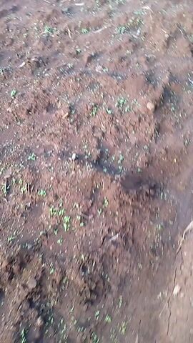 The camera pans upward from a patch of bare dirt with sparse green sprouts to a field of the same dirt. A dirt path runs along the edge of the field, bordered by a strip of green grass.  Beyond the grass are trees against a cloudy blue sky.  The field has been tilled.