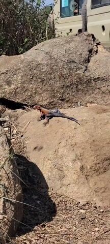 A lizard is on a rock in a sunny environment. The lizard has a red head and a black and blue body. A vehicle is partially visible in the background. The lizard is still.