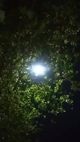 The video shows a bright light, possibly a streetlight, shining through green foliage at night. The camera appears to be angled upwards, looking through the leaves and branches of a tree. The light source is central and intensely bright, creating a halo effect. The foliage is dark and somewhat blurred due to the low light conditions and camera movement. The background is dark, indicating nighttime. There are no visible people or animals in the frame.