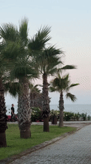 Evening stroll through palm-lined waterfront park in Manavgat