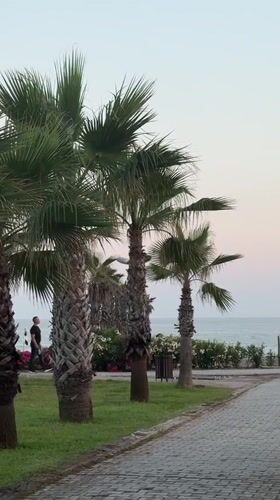 Evening stroll through palm-lined waterfront park in Manavgat