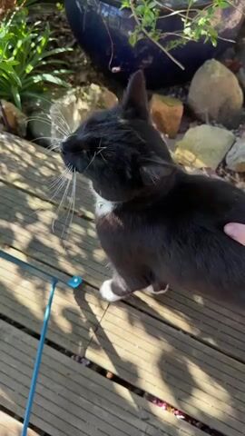 A black and white cat is featured in a sunlit outdoor garden or patio setting, characterized by wooden decking and various green plants. The cat, identifiable by its black fur, white paws, and white chest, is also wearing a collar. Initially, it walks along the wooden deck, appearing to follow a blue string or toy that extends out of frame. The video then transitions to a close-up shot of a light brown cup on a blue table, casting a long shadow, indicative of bright, direct sunlight. Following this, the cat is seen walking towards and then affectionately rubbing its head against a leg of a blue outdoor table or chair. The overall scene suggests a calm and sunny day.
