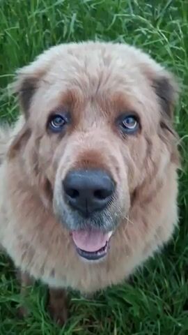 A light brown dog with a fluffy coat sits in a grassy area. The dog looks up at the camera with its mouth open and tongue visible. A hand enters the frame from the right and gently strokes the dog's head. The dog closes its eyes briefly as it is petted. After the hand is removed, the dog looks away from the camera to its left.