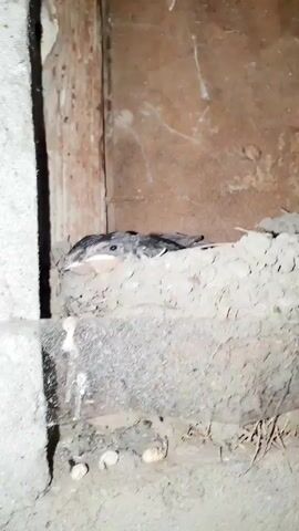 A close-up, shaky video shows a human finger gently stroking the heads of two young birds nestled in a muddy nest. The birds, appearing to be chicks, are mostly dark gray with some lighter markings around their beaks and eyes. They are sitting close together in a rough, earthy nest that is partially enclosed by wooden and concrete-like structures. The background is dimly lit and appears to be an outdoor or sheltered area, possibly a building overhang or an alcove. Some small, light-colored objects, possibly droppings or debris, are visible in the lower part of the frame.