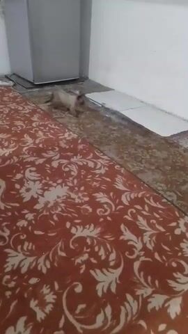 A light-colored cat walks across a tiled floor, then onto a patterned rug. It moves towards a wooden door and pauses. The room has white walls and a grey cabinet in the background.