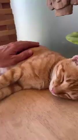 A person is petting a sleeping ginger cat lying on a wooden surface. The cat is curled up, with its eyes closed and a tiny bit of its tongue sticking out. The person's hand gently strokes the cat's back. Behind the cat, there is a wooden structure and a plant with green leaves. The background is a blurry mix of white and grey tones.