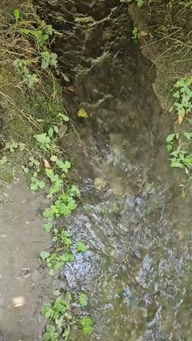 A high-angle shot looks down into a narrow, shallow stream. The water flows from the top of the frame towards the bottom. The stream bed is composed of mud and small rocks. Green plants with clover-like leaves grow along the left bank of the stream. Other green vegetation is visible on the right bank. A yellow leaf floats on the surface of the water. The water is murky and reflects the surrounding greenery.