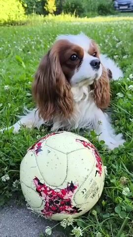 A dog is lying in the grass next to a deflated soccer ball. The dog is looking up at the ball and barking. The grass is green and there are some white flowers in the grass. The ball is yellow and white with red markings. The dog is white and brown with long, floppy ears. The video is taken from a low angle, looking up at the dog and the ball. The background is blurred.