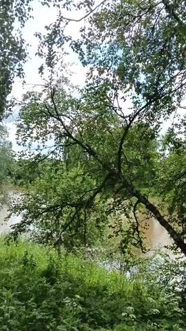 The video shows a view of a river through trees. The river is brown and appears to be shallow. There are trees on the bank of the river, and some of the trees are leaning over the water. The sky is cloudy.