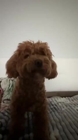 A medium-sized brown poodle stands on a bed facing the camera. The dog's head is tilted slightly, and its ears are perked up. Its mouth is open, as if it is panting or about to bark. The background is blurry, but it appears to be a bedroom with a white wall and a gray blanket on the bed. The lighting is dim, creating a soft, warm glow. The dog's fur is curly and appears to be well-groomed. The dog's eyes are dark and expressive.