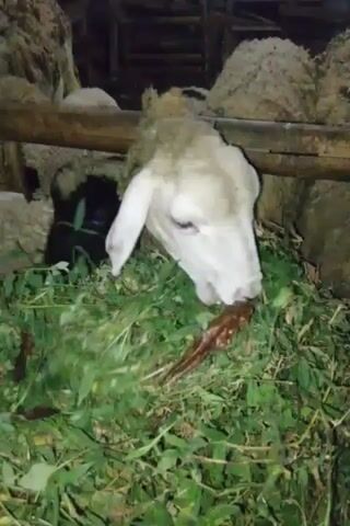 A sheep with white fur and a light brown face is seen eating in a pen filled with green fodder. The sheep is in the foreground, with its head down, partially obscured by the fodder. In the background, several other sheep with thick woolly coats are visible, and a wooden fence is present. The lighting suggests it is nighttime or a dimly lit area.