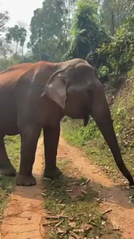 The video shows a tan-colored elephant standing on a dirt road. It is daytime. The elephant is facing right and is actively eating by grabbing something with its trunk and placing it into its mouth. The road appears to be an unpaved path surrounded by green vegetation and trees, suggesting a natural or jungle-like environment. The lighting indicates a sunny day.