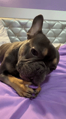 French Bulldog plays on purple bedspread in Burgas