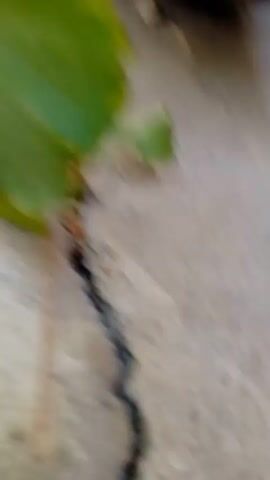 A close-up shot focuses on a plant with green leaves and a thin stem. The stem appears to be growing out of a crack in a concrete surface. The camera pans to reveal a human hand reaching towards the plant, and then moves to show a wider view of the concrete surface, which is cracked and uneven. A tire is partially visible in the upper right corner of the frame. The scene is outdoors, with sunlight casting shadows on the concrete.