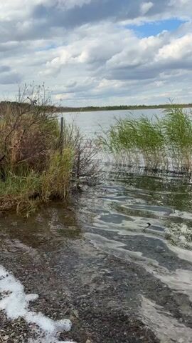 The video captures a still shot of a natural body of water, likely a lake or pond, on a cloudy day. In the foreground, there is a shoreline with dark, granular material, possibly sand or small pebbles, with some white foamy debris. Tall, green reeds and dry, brown brush grow along the edge of the water. The water itself is rippled, reflecting the sky and the vegetation. In the background, a calm, wide expanse of water stretches towards a distant treeline under a sky filled with dramatic, billowing clouds. The overall impression is one of a serene, somewhat wild, natural landscape.