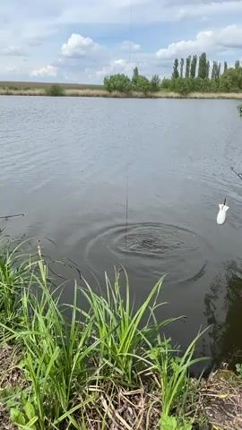 The video shows a fish caught on a line in a lake. The camera is positioned near the water's edge, showing tall green grass in the foreground and a body of water extending into the distance, with a shoreline visible on the opposite side. The sky above is partially cloudy. A fishing rod is visible lying on the ground near the grass. A fishing line is suspended in the air, holding a fish that has just been pulled from the water. The fish hangs vertically, with a hook attached to its mouth. A white bobber is attached to the fishing line. Someone says "Naise".
