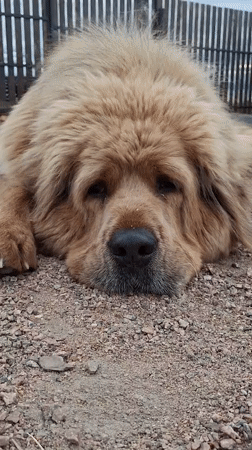 Backyard afternoon with a fluffy dog and a curious kid in Kempelevo