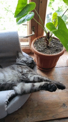 Cat sleeps peacefully on windowsill next to plants