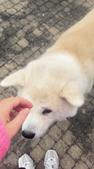 Person in pink sweater pets Akita dog on patio