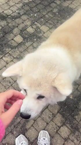 Person in pink sweater pets Akita dog on patio
