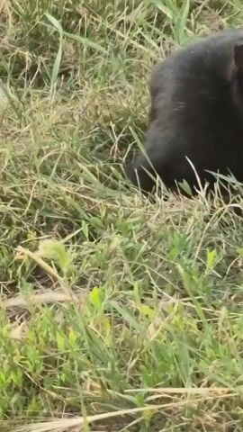 A black cat is lying in tall green grass and looks directly at the camera. The cat blinks its eyes.
