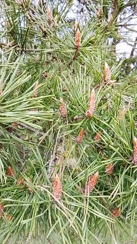 The video captures a close-up, dynamic view of pine branches adorned with numerous green needles and many small, light brown pine cones or buds. The camera slowly pans and rotates around the branches, revealing the intricate patterns of the needles and the developing cones. In the background, other tree trunks and branches are visible, suggesting a forest or wooded setting. The light appears to be natural daylight, and a gentle breeze causes the needles to sway subtly. The scene is located in Елец-Маланино, Russia. There are no people or discernible text in the video.