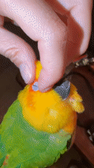 Lazy afternoon in bed with a sun conure in Khimki