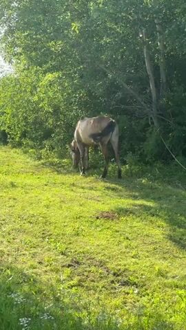 A light brown horse grazes on a grassy hill. The horse is facing away from the camera and is surrounded by lush green foliage. Sunlight filters through the trees, casting shadows on the ground.