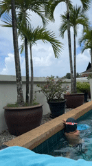 Morning poolside moments documented in Rawai, Thailand